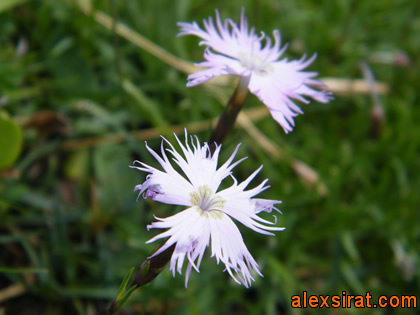Dianthus hyssopifolius Alex Sirat